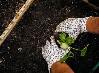 High angle view of woman holding leaf