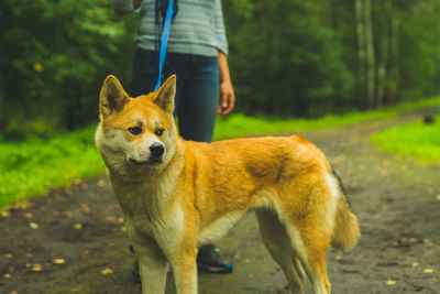 Akita inu on a walk with the owner