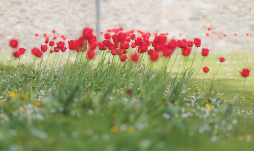 Close-up of poppy flowers blooming in field