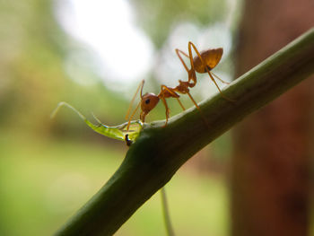 Close-up of ant on plant