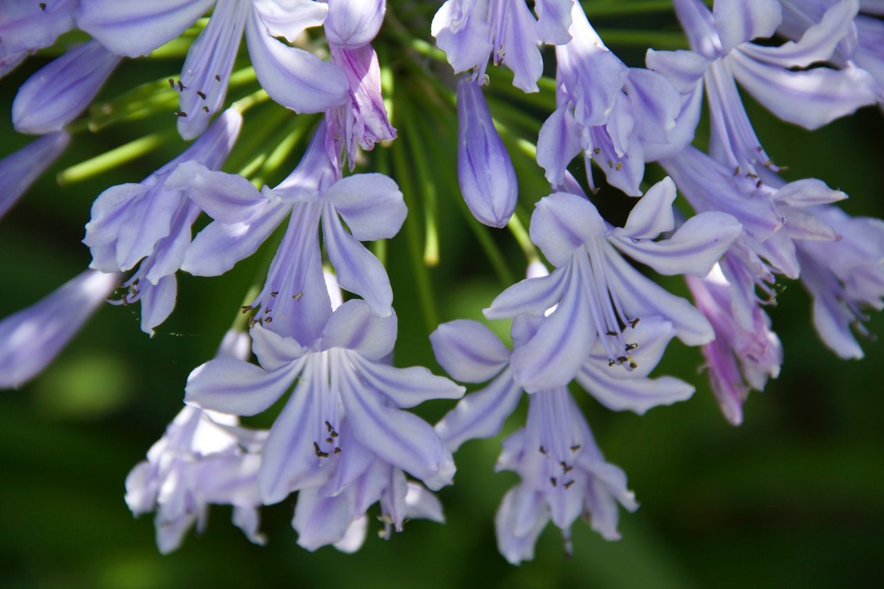 flower, freshness, petal, purple, fragility, growth, flower head, close-up, beauty in nature, focus on foreground, blooming, nature, plant, selective focus, in bloom, blue, park - man made space, outdoors, day, no people