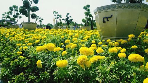 Close-up of yellow flowers growing in field