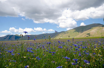 Purple flowering plants on field against sky