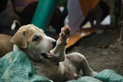 Stray puppies on field