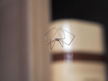 Close-up of housefly on glass at home