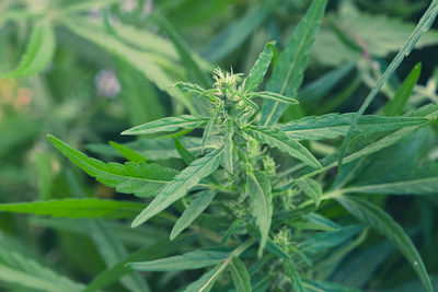 plant