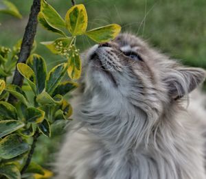 Close-up of a cat looking up