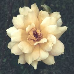 Close-up of flower blooming outdoors