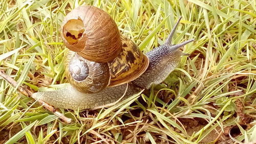 High angle view of snail on field