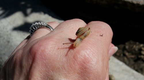 Close-up of hand holding insect