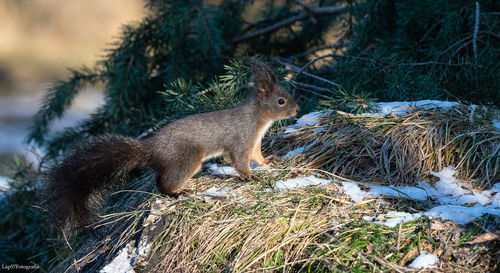 Close-up of squirrel on tree