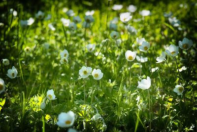 Close-up of white flowering plants on field