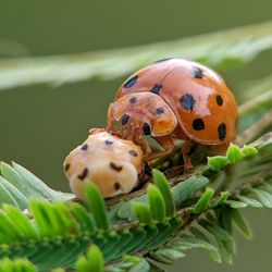 Close-up of ladybug on plant