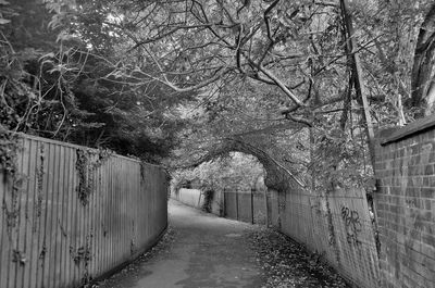 Narrow footpath along trees