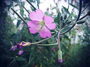 Close-up of fresh pink flowers blooming outdoors