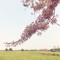 Cherry blossoms on field against clear sky