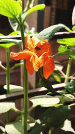 Close-up of orange flower on plant