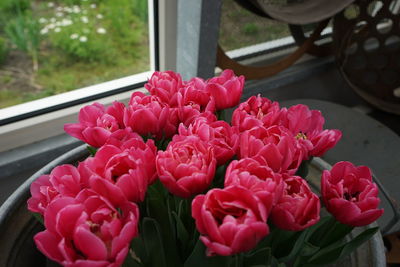 Close-up of pink flowering plants by window