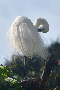 Close-up of white bird