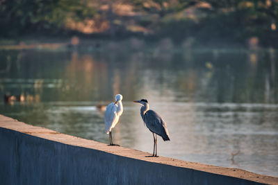 Birds perching on lake