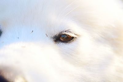 Close-up portrait of a dog