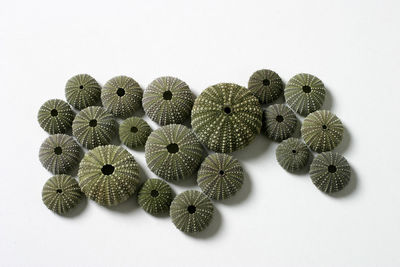 Close-up of cactus against white background