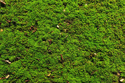 Full frame shot of trees growing on field
