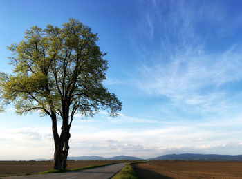 Tree on landscape against blue sky