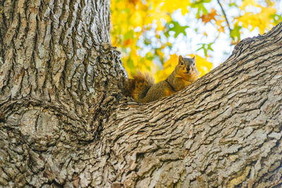 Close-up of squirrel on tree trunk