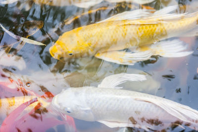 Close-up of fish swimming in sea