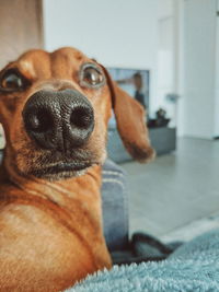 Close-up portrait of dog at home