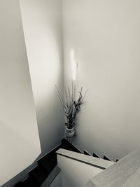 Low angle view of potted plant against wall at home