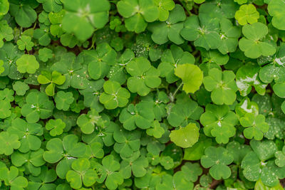 Full frame shot of raindrops on leaves