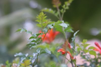 Close-up of red flowering plant