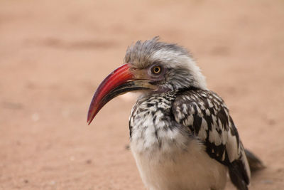 Close up of a red billed hornbill in hwange national park.