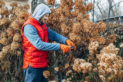 A gardener wearing gloves trims wilted hydrangea flowers before winter