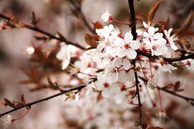 Close-up of flowers on branch