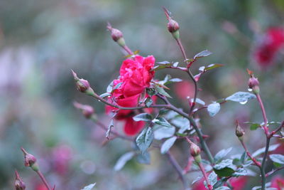 Close-up of pink flowering plant