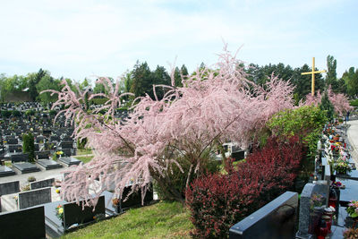 Flower trees against sky