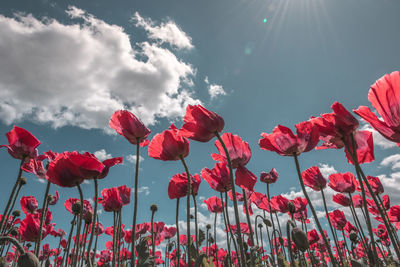 Close-up of red poppy flowers against sky