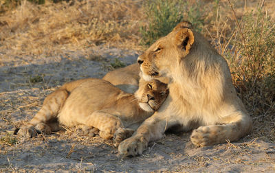 Big cat and cub on land