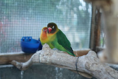 Close-up of parrot perching on branch