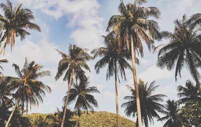 Low angle view of palm trees against sky