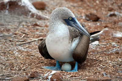 Amazing sula with blue feet