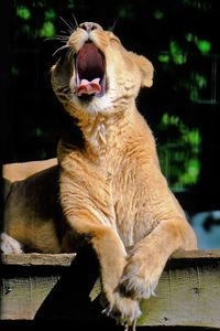 Yawning lioness