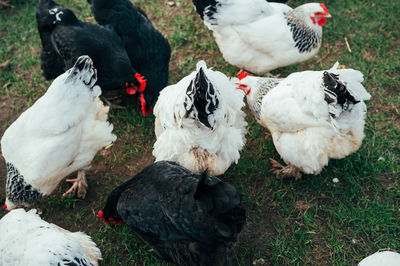 High angle view of chickens on field