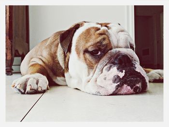 Dog sleeping on the ground