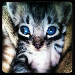 Close-up portrait of a cat