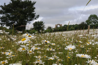 Close-up of white flowers blooming in field