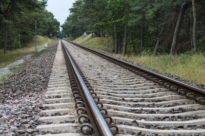 Surface level of railroad tracks along trees